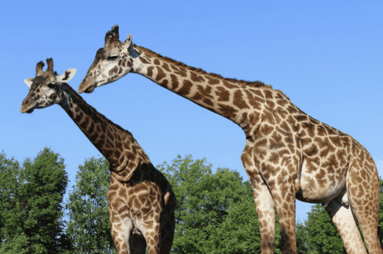 Have You Ever Wondered? – With The Toronto Zoo